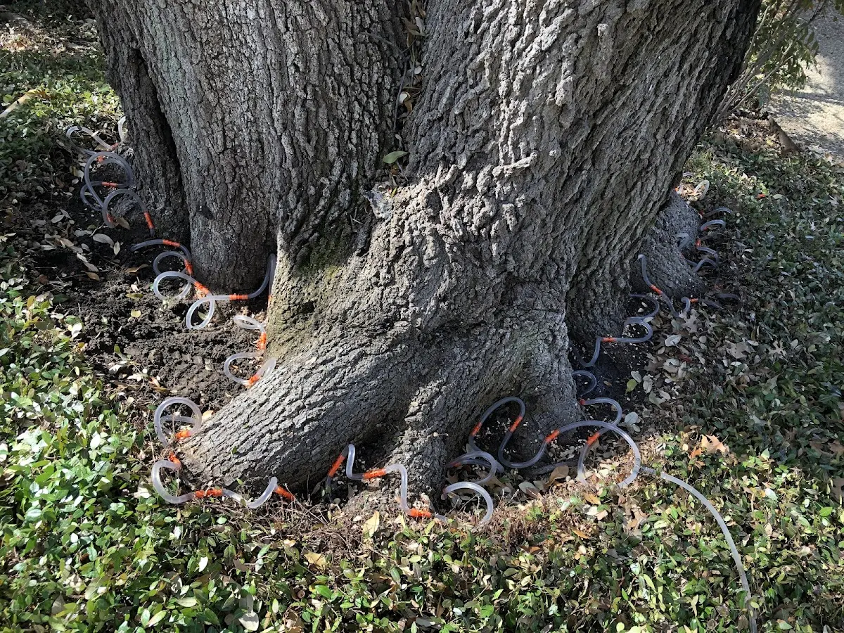 Detailed Tree Cabling and Bracing job site in Beavercreek